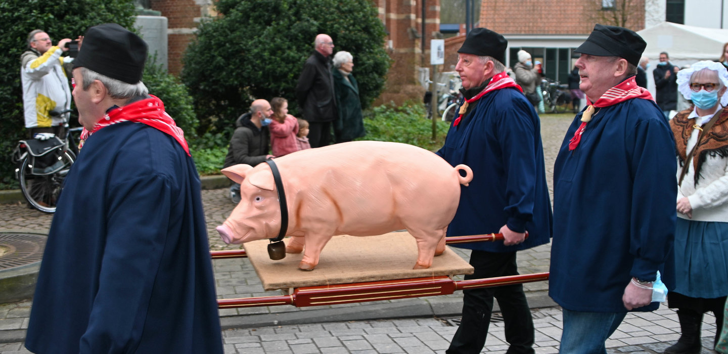 Processie-met-varken-te-Edegem-CJM