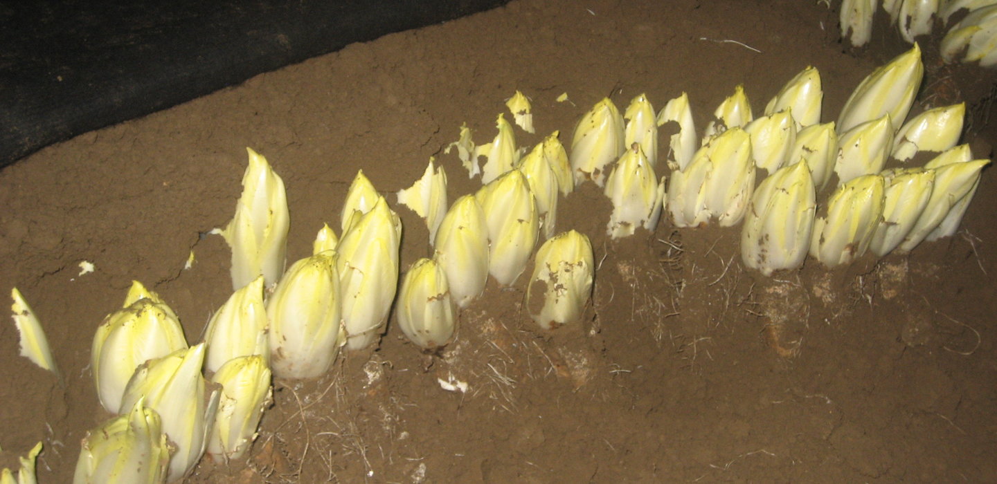 Telenvangrondwitloof1
