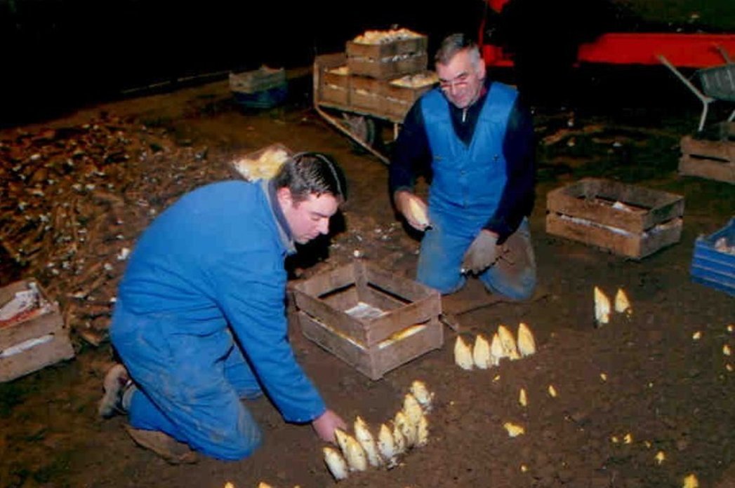 Telenvangrondwitloof2