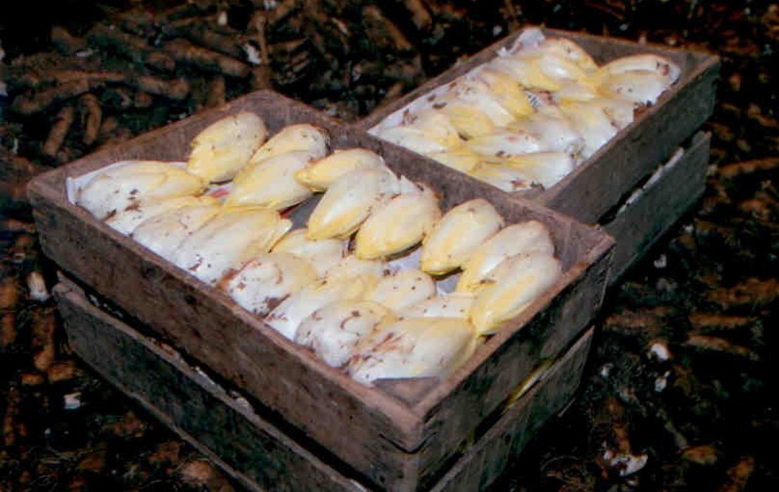 Telenvangrondwitloof3
