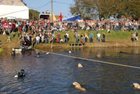 hondenzwemming1