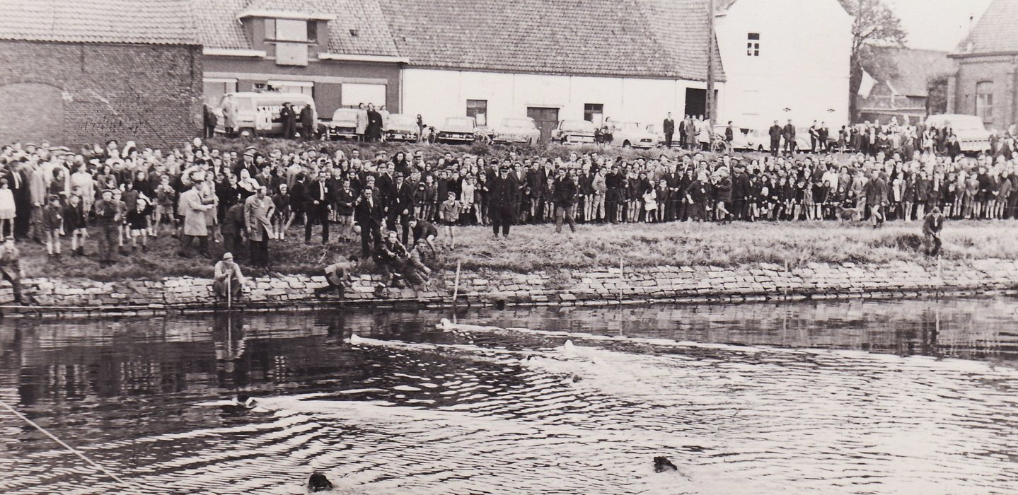hondenzwemming2_hondenzwemwedstrijden_ad_leie_te_sbv_ca_1968