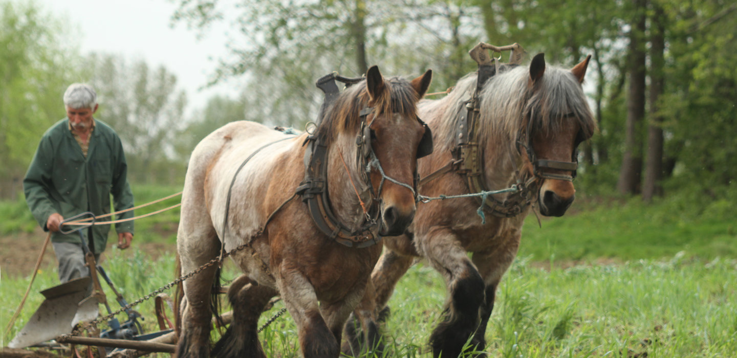 cultuurBelgischtrekpaard1_ploegendetrekpaarden