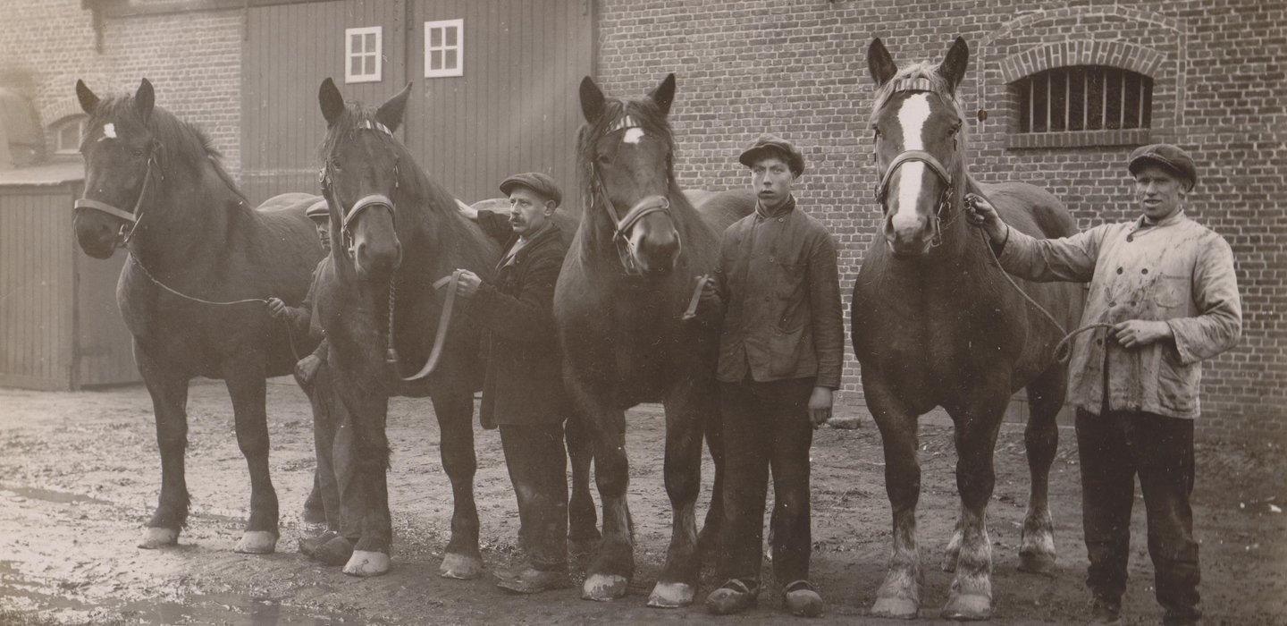 cultuurBelgischtrekpaard3_Paardenknechten_bij_trekpaarden_in_de_stoeterij_van_Van_Dixhoorn_te_Vollezele