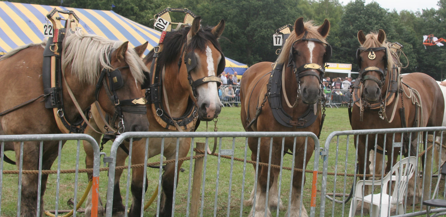 cultuurBelgischtrekpaard4_Trekpaarden_wachtend_op_deelname_aan_een_trekwedstrijd