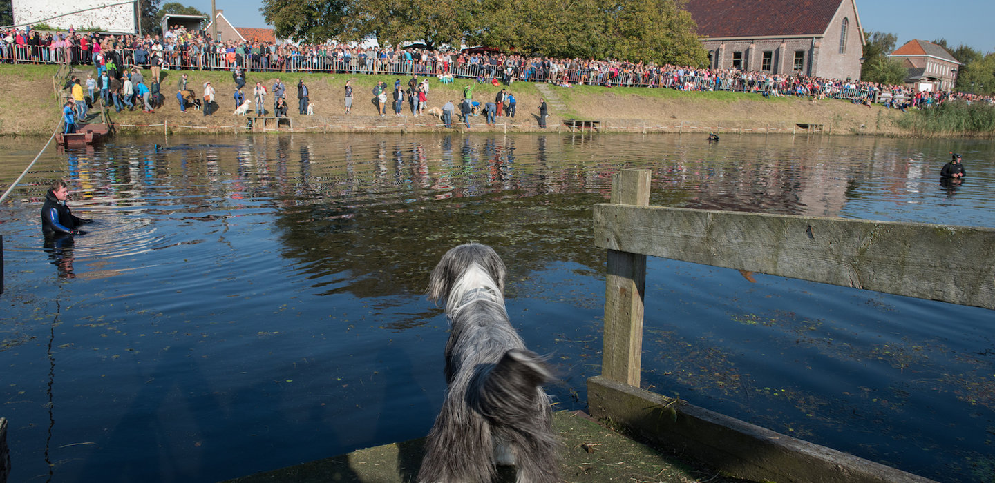 hondenzwemming2