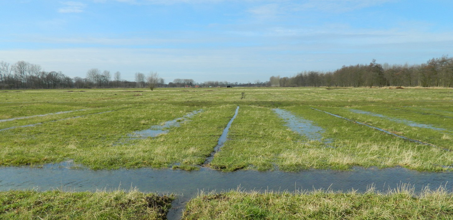 Beeld7AlbertJansenwitterenindevloeiweide