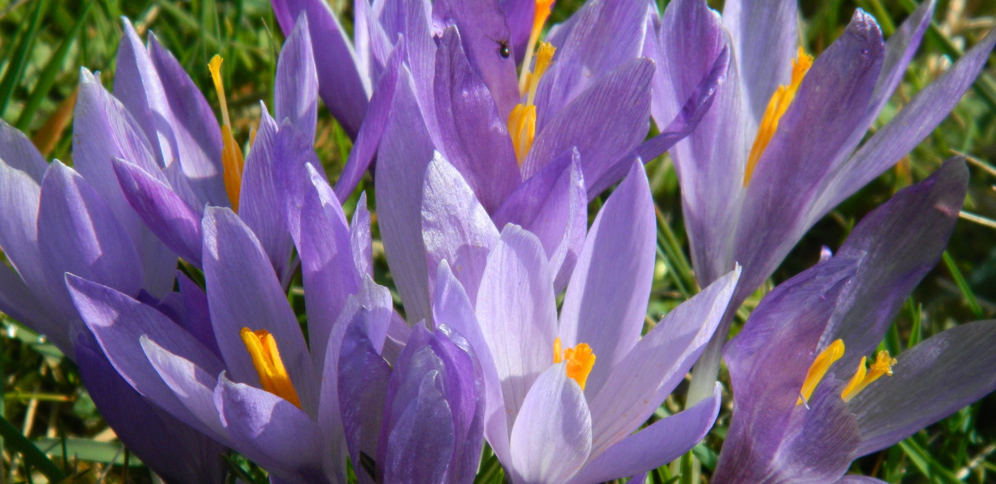Beeld9AlbertJansenbontekrokus